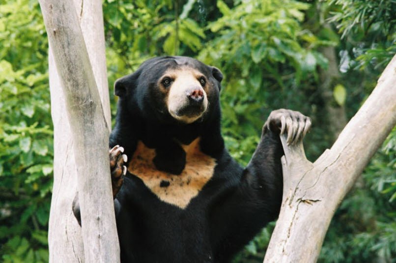 Yangoupokpi-Lokchao Wildlife Sanctuary, Chandel, Manipur - Vushii.com